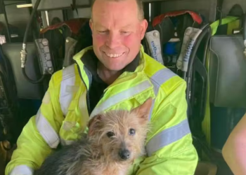 Herói bombeiro salva e adota cachorrinha leal