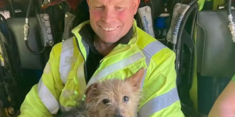 Herói bombeiro salva e adota cachorrinha leal