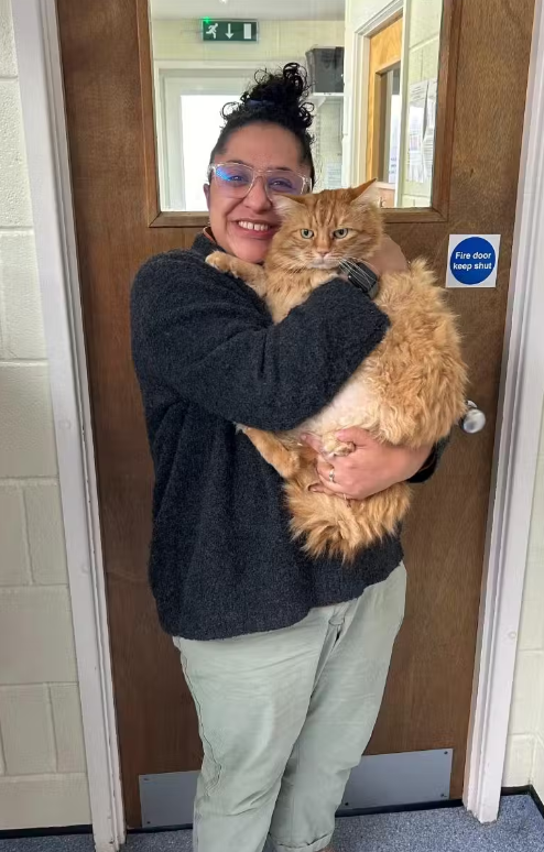Moses, o Gato Buldogue superando a aversão à água para emagrecer