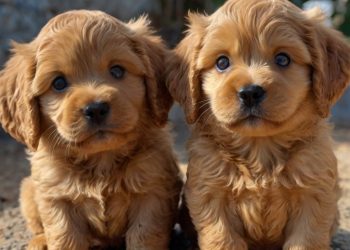 A primeira semana do um cachorrinho em casa