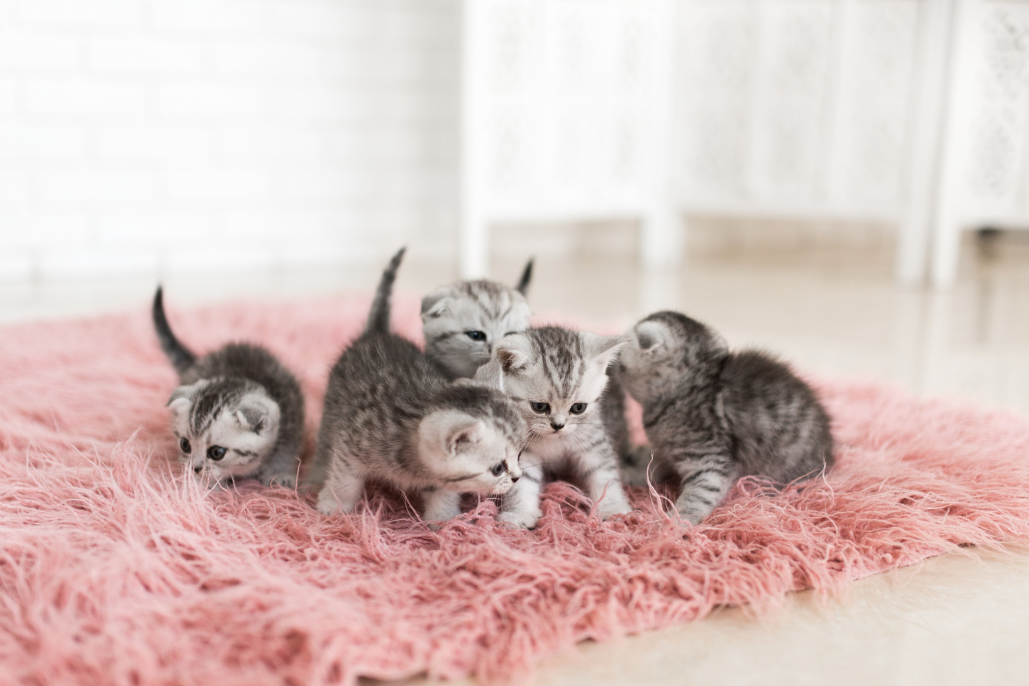 Os gatinhos e o leite