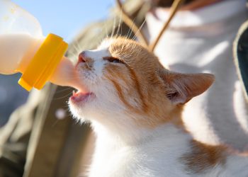 Os gatinhos e o leite