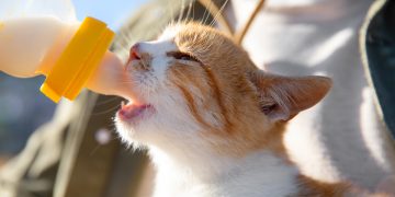 Os gatinhos e o leite