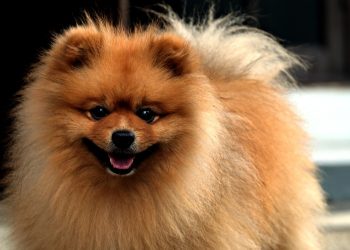 Cachorro Lulu da Pomerânia