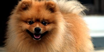 Cachorro Lulu da Pomerânia
