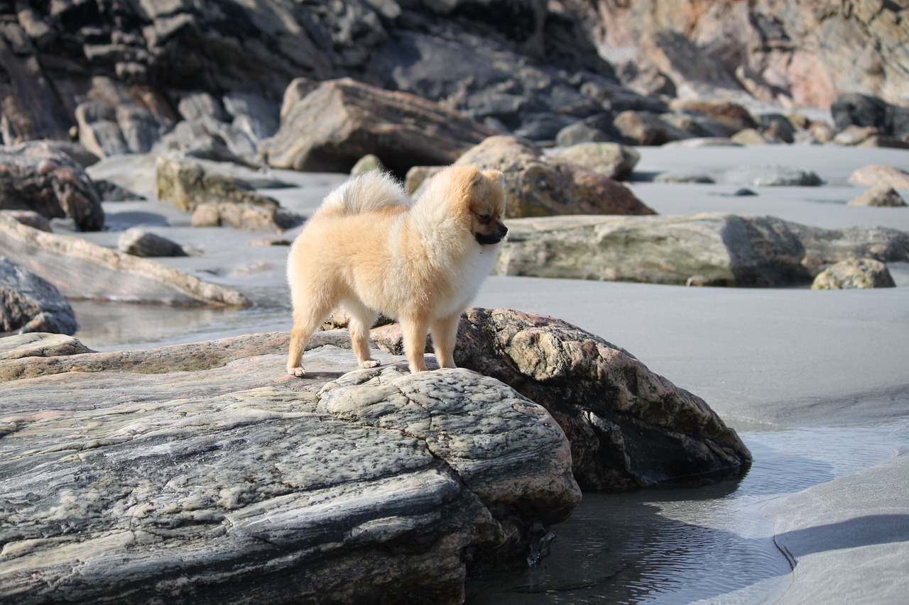 Cachorro Lulu da Pomerânia