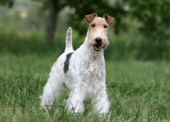 Raça Fox Terrier de Pelo Duro