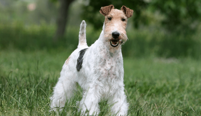 Raça Fox Terrier de Pelo Duro