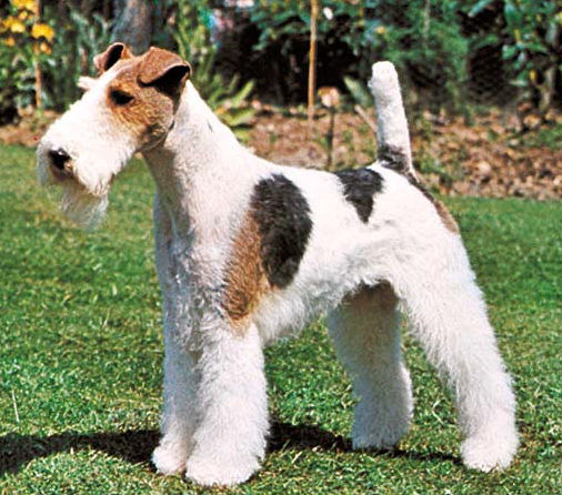 Raça Fox Terrier de Pelo Duro