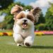 Raça de cachorro Shih Tzu