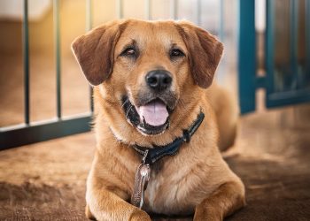 Resgate e adoção consciente: Como encontrar o pet ideal para adoção?