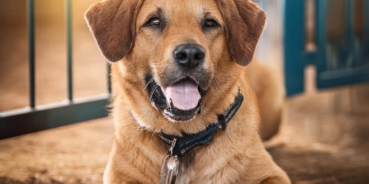 Resgate e adoção consciente: Como encontrar o pet ideal para adoção?