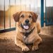 Resgate e adoção consciente: Como encontrar o pet ideal para adoção?