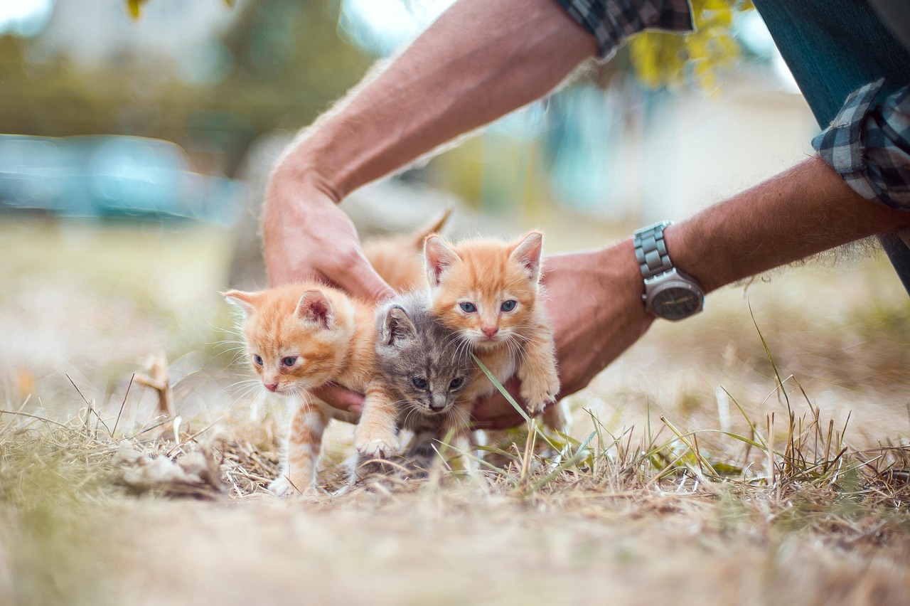 Resgate e adoção consciente: Como encontrar o pet ideal para adoção?