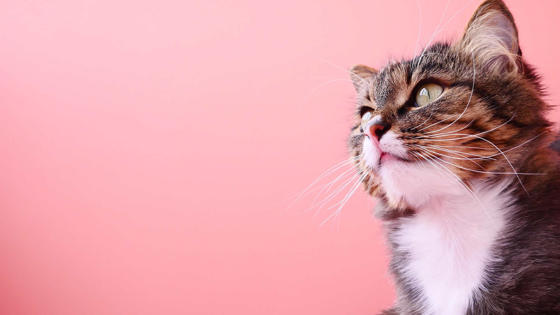Como identificar e tratar ansiedade em cães e gatos