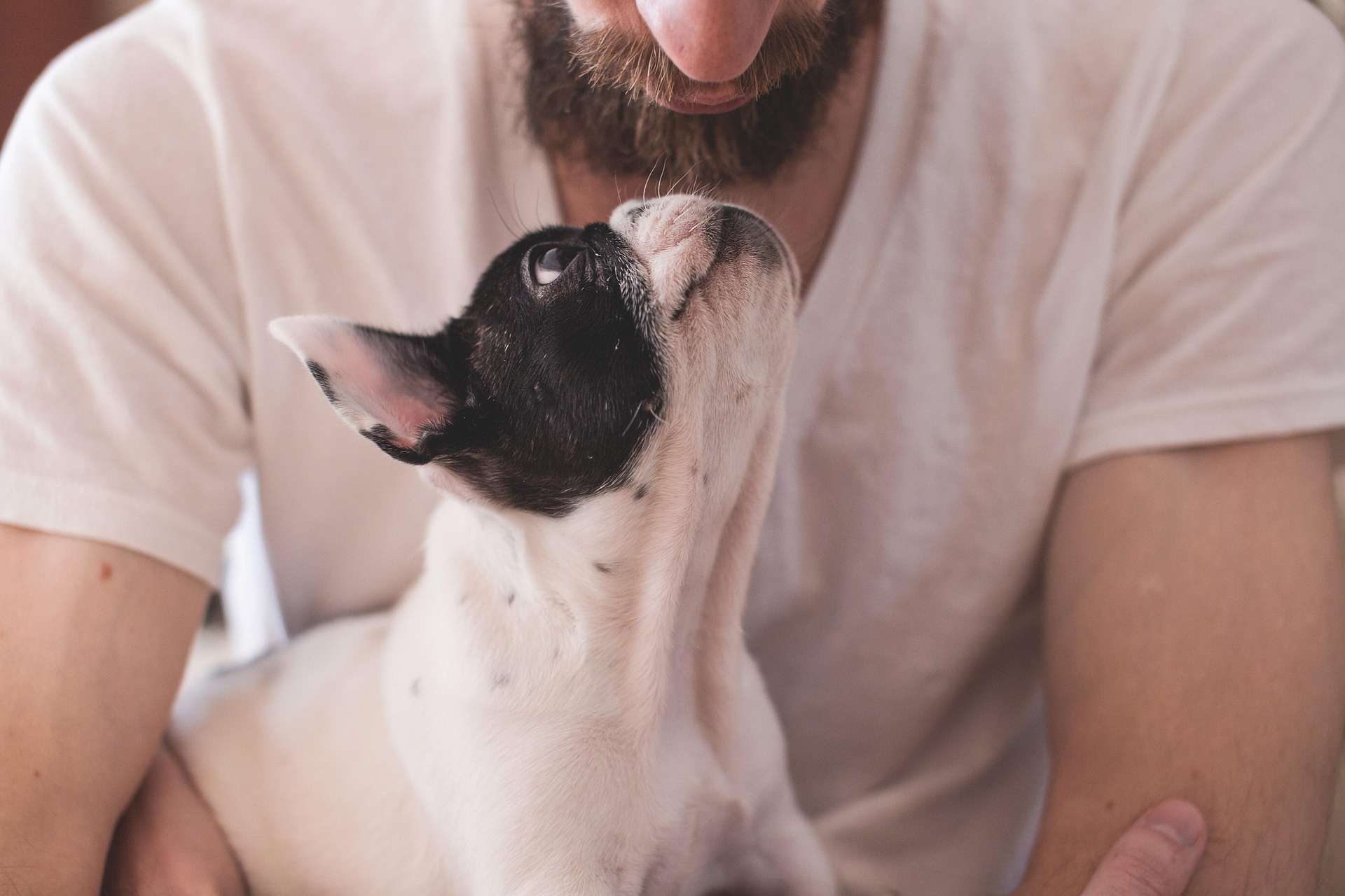 Como os cães percebem as emoções dos humanos