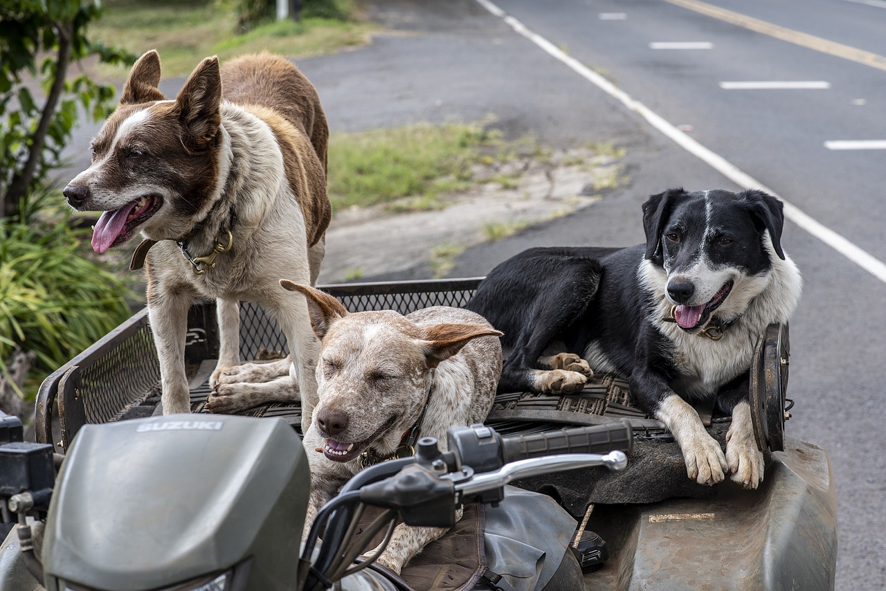 Cuidados especiais para pets idosos 
