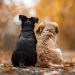 Cuidados especiais para pets idosos