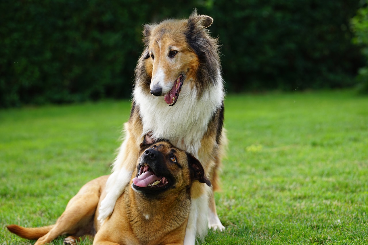 Cuidados especiais para pets idosos