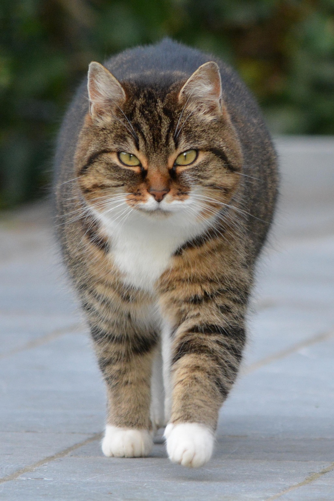 Cuidados especiais para pets idosos 