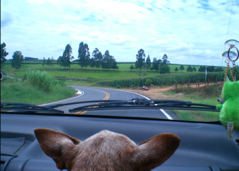 Histórias reais de animais que emocionaram o mundo