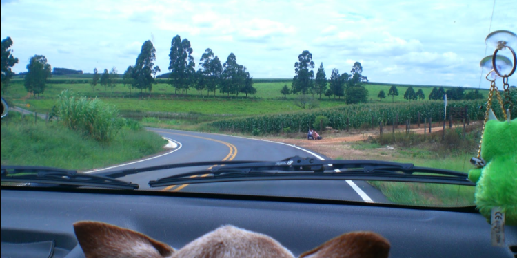 Histórias reais de animais que emocionaram o mundo