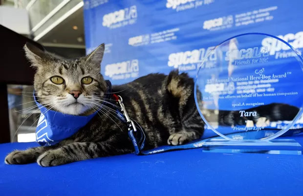 Histórias reais de animais que emocionaram o mundo