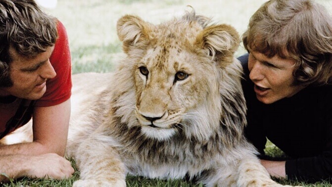 Histórias reais de animais que emocionaram o mundo