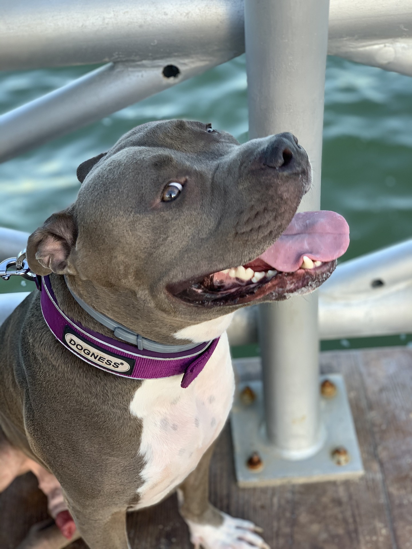 pitbull