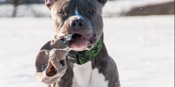 pitbull