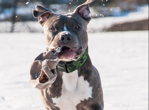 pitbull