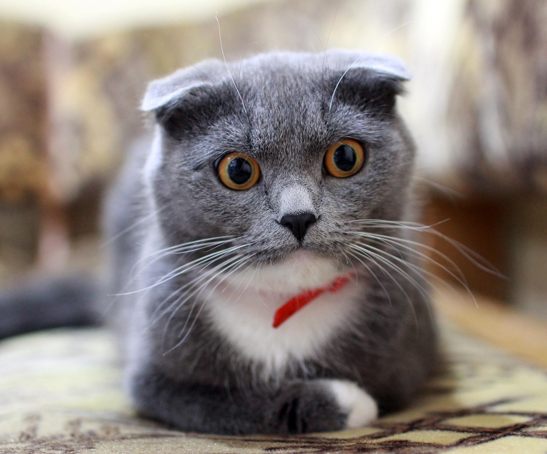 Por que os gatos mordem depois de pedir carinho