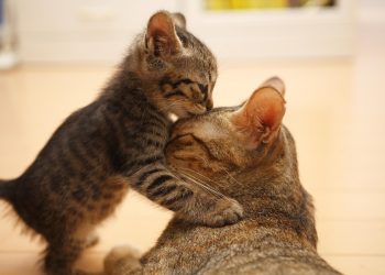 Por que os gatos mordem depois de pedir carinho?