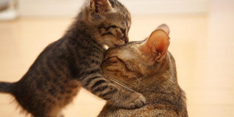 Por que os gatos mordem depois de pedir carinho?