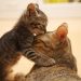 Por que os gatos mordem depois de pedir carinho?