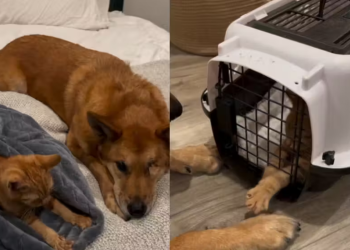 Cachorrinha idosa adota gatinho recém-nascido e não sai do lado dele