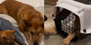 Cachorrinha idosa adota gatinho recém-nascido e não sai do lado dele