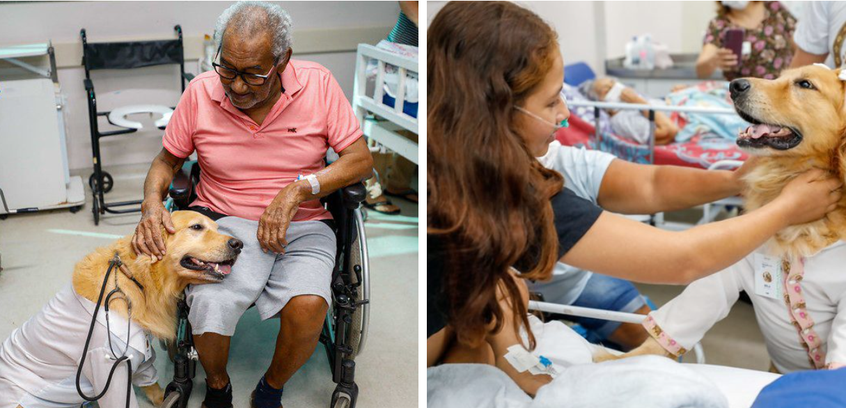 Cães terapeutas levam alegria e contribuem para a recuperação de pacientes no Complexo Hospitalar Sul 