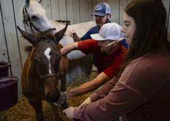 Cavalos ajudam dependentes químicos a se reconectar com a vida, emprego e família