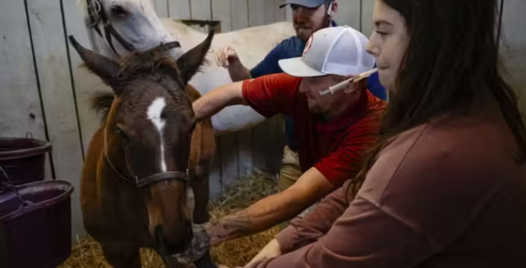 Cavalos ajudam dependentes químicos a se reconectar com a vida, emprego e família