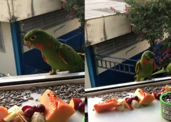 Diariamente mulher alimenta pássaros livres na janela do apartamento e tem o melhor bom dia