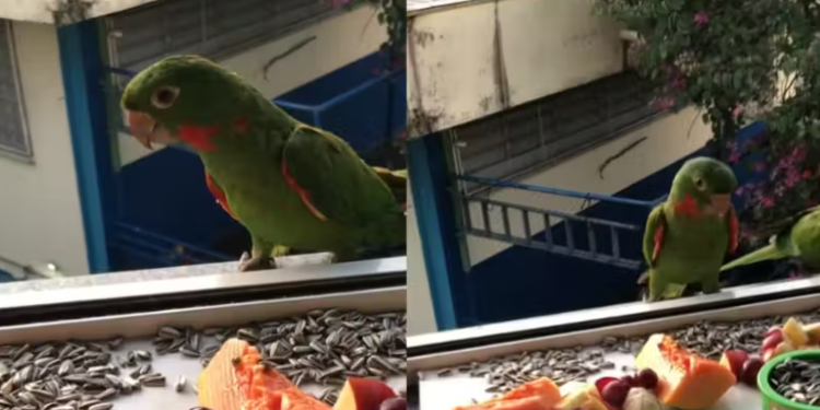 Diariamente mulher alimenta pássaros livres na janela do apartamento e tem o melhor bom dia