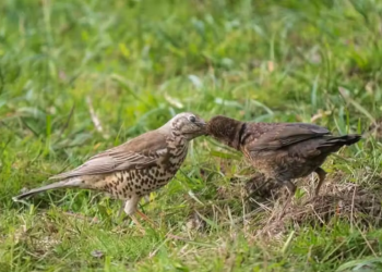 Fotógrafo flagra mamãe passarinho alimentando filhote órfão de outra espécie