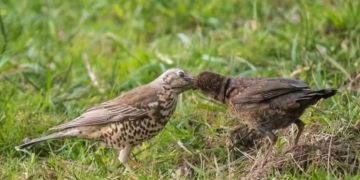 Fotógrafo flagra mamãe passarinho alimentando filhote órfão de outra espécie
