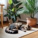 Plantas seguras para casas com pets