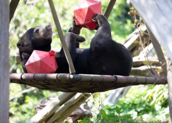 Ursa toma remédios escondidos no mel e câncer terminal entra em remissão