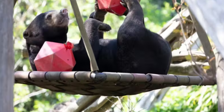 Ursa toma remédios escondidos no mel e câncer terminal entra em remissão