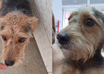 Saiu em busca de remédio e encontrou amor