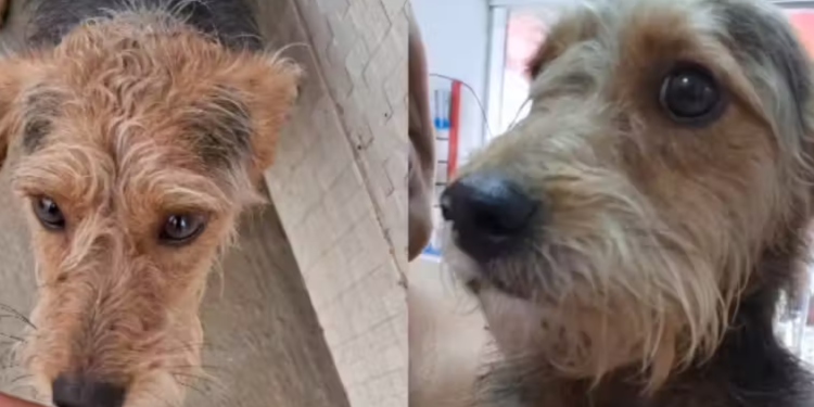 Saiu em busca de remédio e encontrou amor