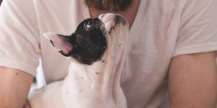 Você está preparado para ter um animal de estimação